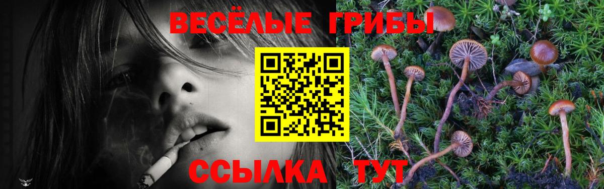 Гудермес  Псилоцибиновые грибы Cubensis  Вход с VPN 